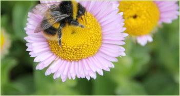 Erigeron pink and yellow flower with bee.