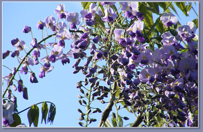 Wisteria