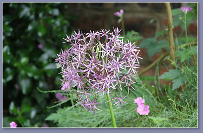 Allium