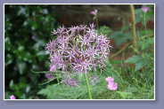 Allium