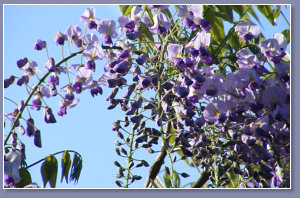 Wisteria