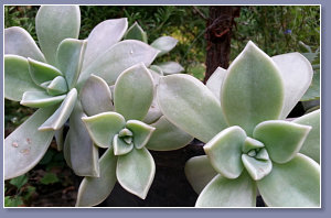 Echeveria - a succulent plant