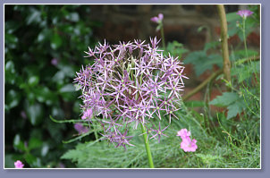 Allium