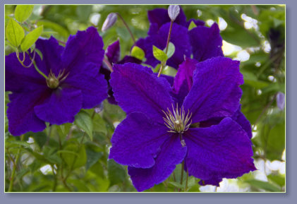 Purple clematis