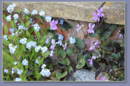 Wild flowers on step