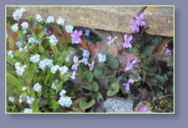 Wild flowers on step