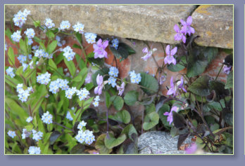 Wild flowers on step